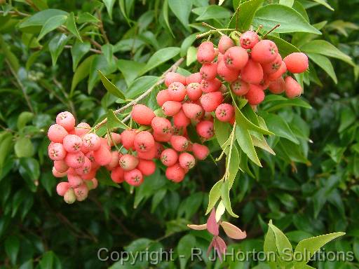 Syzygium leuhmanii _2berries 